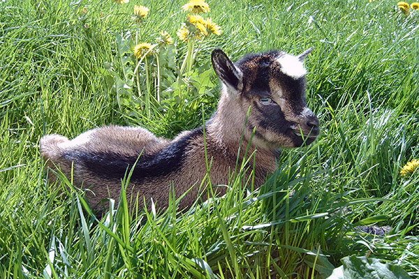 Holzhof Breitnau - Ferienwohnungen auf dem Bauernhof im Schwarzwald